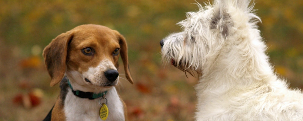 Two dogs facing each other.